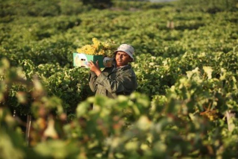 فجوة كبيرة بين الصادرات والواردات الزراعية في فلسطين