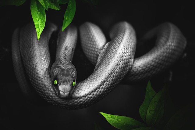 تفسير حلم الأفعى السوداء  في المنام للرجل والمرأة